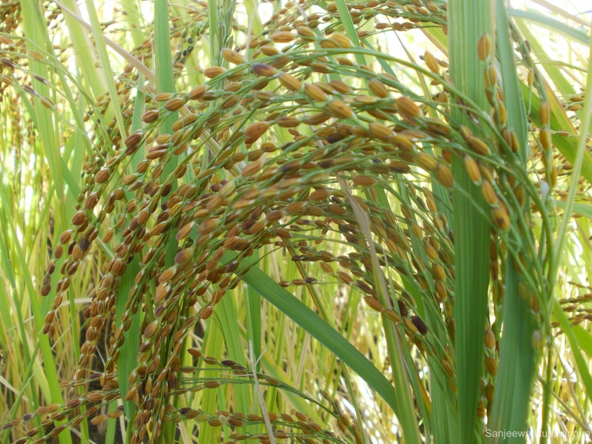 Oryza sativa L.